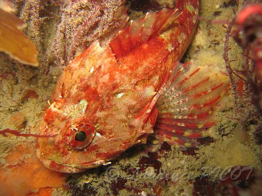 rascasse Scorpaena.JPG - une rascasse , bien que cette photo soit prise en manche ce poisson est plutôt typique de la méditerranée.